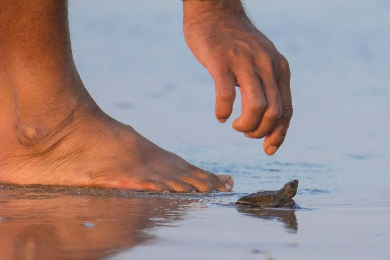 08-Tide-Turtle-and-Trust-1536x1024-1