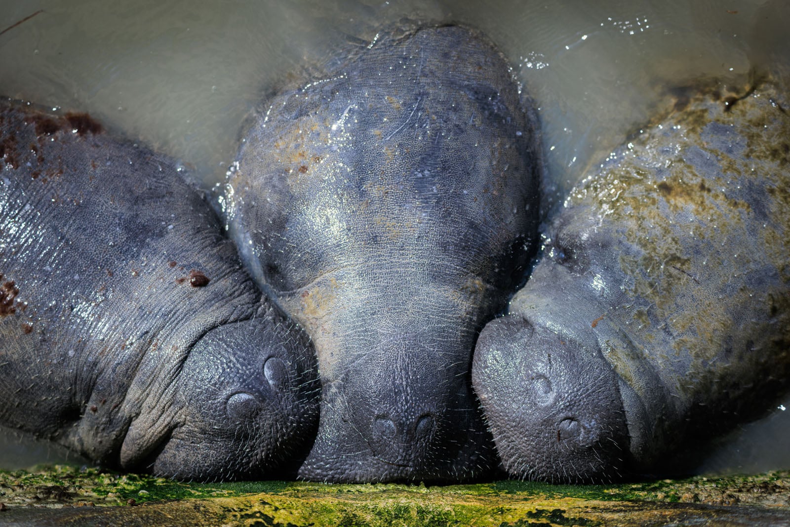 09-Manatees
