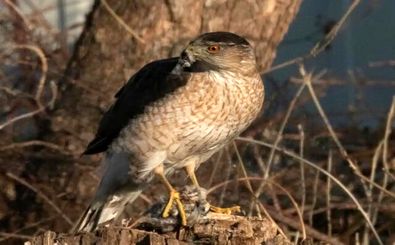 شکار به وقت ترافیک