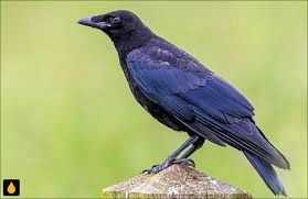 پرنده‌ای که می‌تواند برای «آینده» برنامه‌ریزی کند