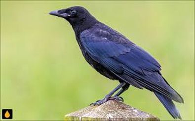 پرنده‌ای که می‌تواند برای «آینده» برنامه‌ریزی کند