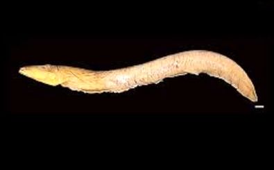 «کنه‌هایی» که از خون «مارماهی برقی» تغذیه می‌کردند 