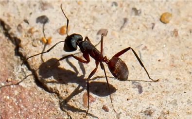 مغز جدید ربات‌ها با الهام از پرندگان و مورچه‌ها برای مسیریابی بدون GPS