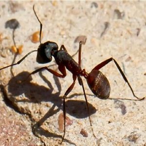 مغز جدید ربات‌ها با الهام از پرندگان و مورچه‌ها برای مسیریابی بدون GPS