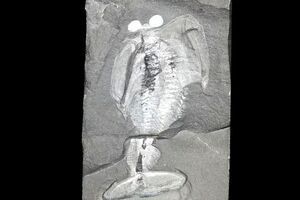 معمای جانور «سِپَردار» 500 میلیون‌ساله بالاخره حل شد