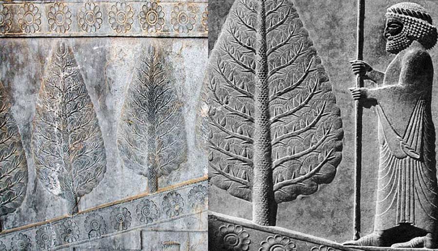 چرا اجداد ما ایرانیان به درخت سرو بسیار بها می‌دادند؟