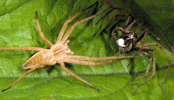 عجیب‌ترین آیین‌های عاشقی در قلمرو حیوانات