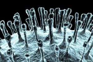 «هانتاویروس» کرونا نیست