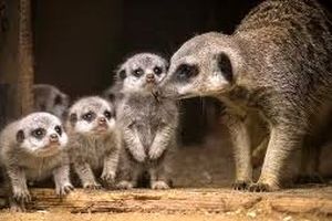 10 جانور «ماده» که خونخوارتر و کشنده‌تر از «نرها» هستند