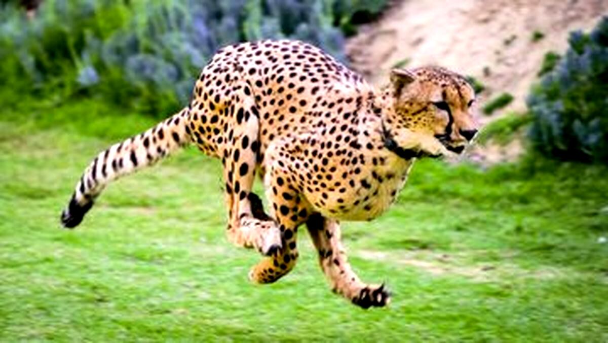 چه شد که یوزپلنگ ها سریع ترین حیوانات روی زمین شدند؟