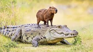 چرا تمساح‌ها «کاپی‌باراها» را نمی‌خورند؟