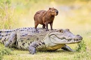 چرا تمساح‌ها «کاپی‌باراها» را نمی‌خورند؟