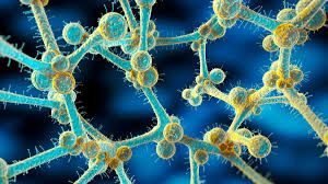 هشدار فوری در مورد شیوع قارچ کشنده مقاوم در برابر دارو