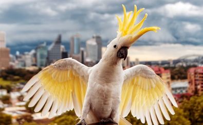 چرا طوطی‌های کاکلی می‌رقصند؟ 