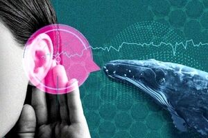 با هوش مصنوعی می‌توان با حیوانات حرف زد