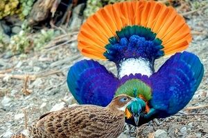 رنگارنگ‌ترین پرندگان هند که انگار از دل نقاشی بیرون آمده‌اند
