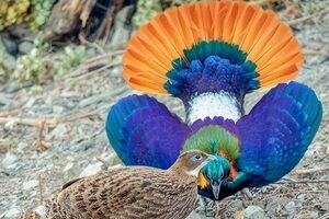 رنگارنگ‌ترین پرندگان هند که انگار از دل نقاشی بیرون آمده‌اند