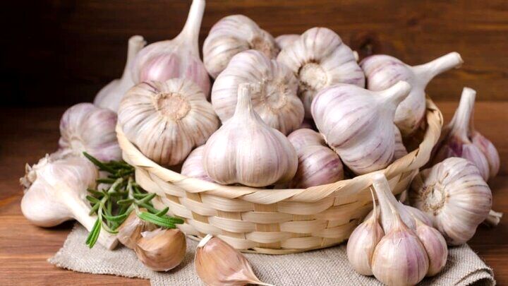 خوردن سیر خام ناشتا باعث لاغری می‌شود؟