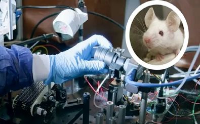 دانشمندان ذهن موش‌ها را خواندند