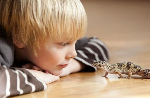 «مارمولک‌های شهری» ارتباطات اجتماعی قوی‌تری نسبت به مارمولک‌های روستایی دارند