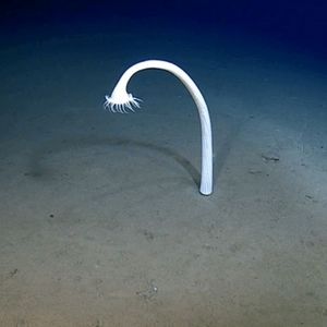 موجودات عجیبی که به تازگی در اعماق اقیانوس دیده شده‌اند 