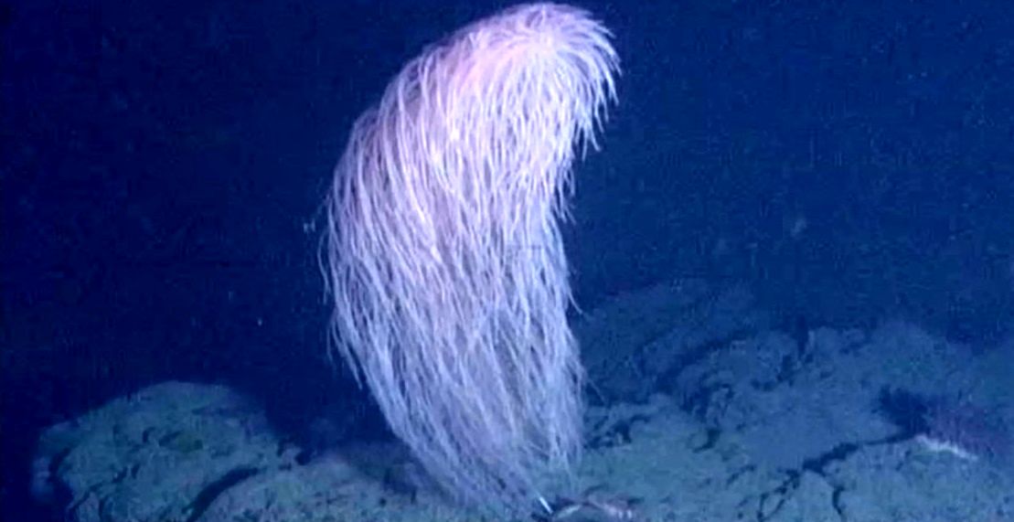 کشف یک مرجان شبح‌مانند که در اعماق اقیانوس زندگی می‌کند
