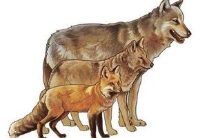 یک بار برای همیشه تفاوت گرگ، شغال و روباه را با رسم شکل یاد بگیرید