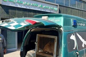 تحویل توله شیر معروف به سازمان حفاظت محیط زیست