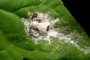 جانوری که خودش را شبیه «مدفوع پرنده» می‌کند