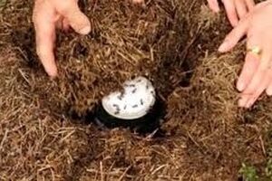 محققان با استفاده از یک روش سنّتی توانستند «ماست مورچه‌ای» درست کنند 