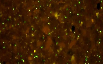 دانشمندان «میکروب‌های باستانی» را پس از ۱۰۰ میلیون سال دوباره بیدار کردند 