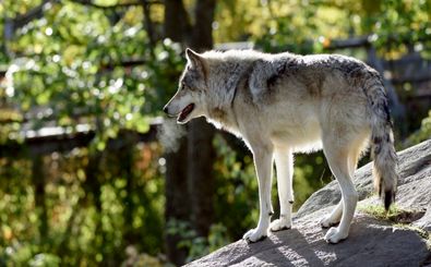 بازگشت «گرگ‌ها» چگونه باعث رشد دوبارۀ «درختان صنوبر» شد؟ 