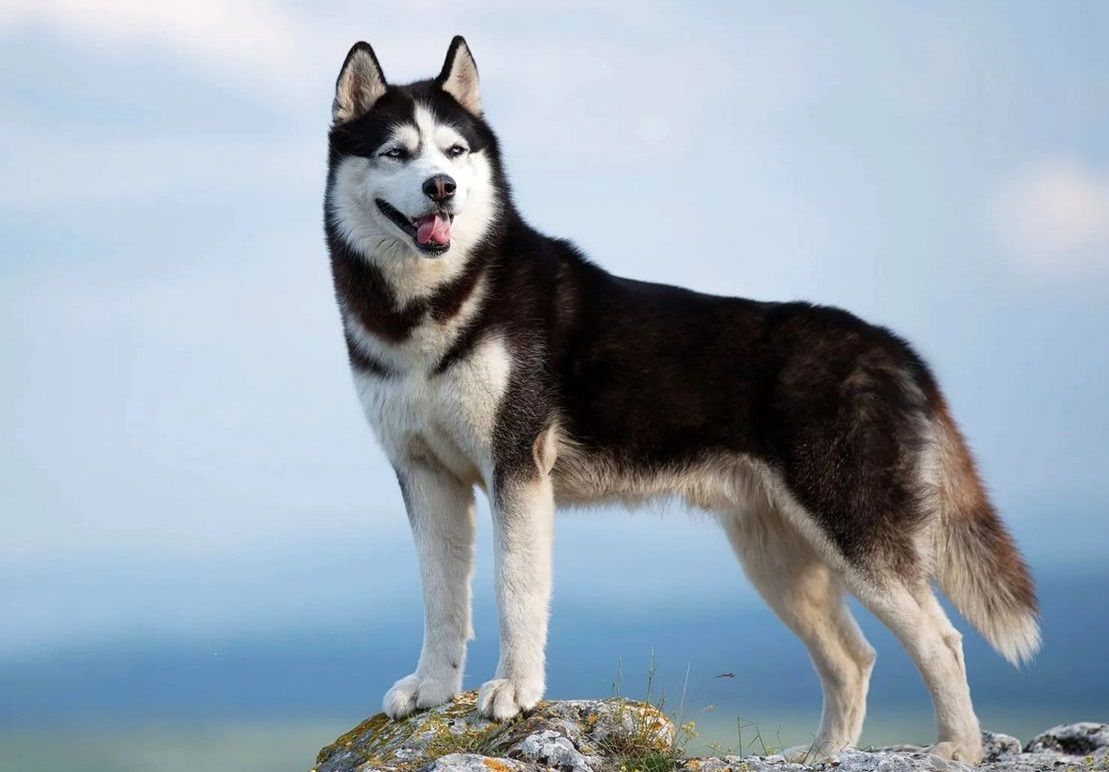 پیدا شدن «موی خرس قطبی» در مدفوع ماقبل تاریخی سگ‌های سورتمه 