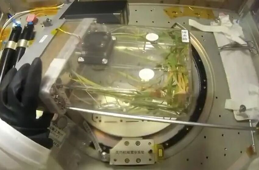 خودکفایی فضانوردان با برنج چینی‌ها 
