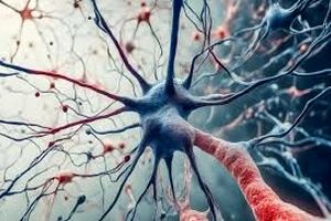 کشف داروی جدید برای مهار بیماری نورون حرکتی/ امید تازه در درمان یکی از سخت‌ترین بیماری‌های عصبی 