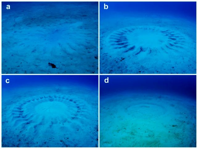 عجیب‌ترین آیین‌های عاشقی در قلمرو حیوانات