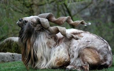 «مارخور» پاکستانی گرانترین «شکار» جهان شد 