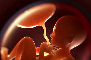 عبور میکروپلاستیک‌ها از جفت جنین و تغییر تولید هورمون‌ها 