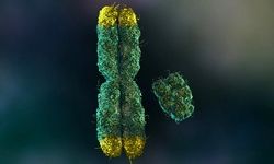 از دست دادن کروموزوم جنسی، عمر مردان را کوتاه‌تر می‌کند