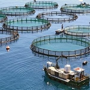 دستیابی به دانش فنی تکثیر ماهی باس دریایی آسیایی