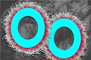 نسل تازه‌ای از نانوذرات هوشمند برای نابودی پروتئین‌های مرگ‌آور