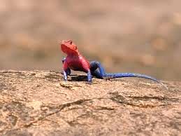 آگامای موآنزا؛ مارمولکی که لباس «مرد عنکبوتی» را بر تن دارد 