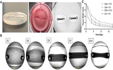 محقق ایرانی موفق به ابداع «بافت سه‌بعدی قلب» شد