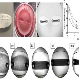محقق ایرانی موفق به ابداع «بافت سه‌بعدی قلب» شد