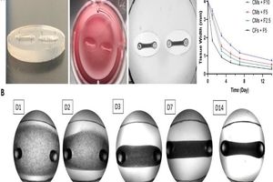 محقق ایرانی موفق به ابداع «بافت سه‌بعدی قلب» شد