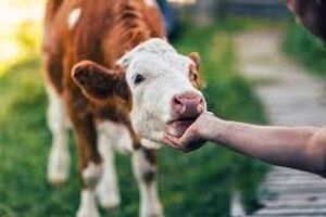 آیا ما «گاوها» را دست کم گرفتیم؟