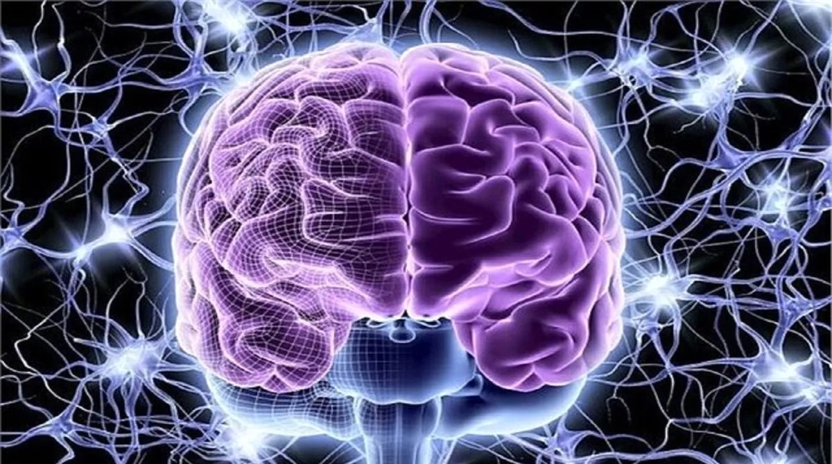 یادگیری چگونه در مغز شکل می‌گیرد؟