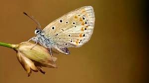 این جاندار، رکورددار بیشترین کروموزوم در بین تمام حیوانات جهان است