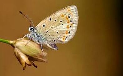 این جاندار، رکورددار بیشترین کروموزوم در بین تمام حیوانات جهان است