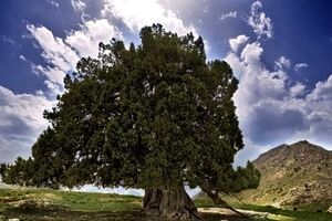 کهنسال‌ترین درخت ایران ثبت ملی شد